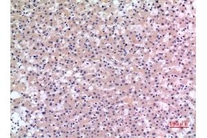 Immunohistochemical analysis of paraffin-embedded human-liver, antibody was diluted at 1:100. (CMTM6 anticorps  (C-Term))