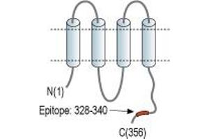 Gap Junction Protein, alpha 5, 40kDa (GJA5) peptide