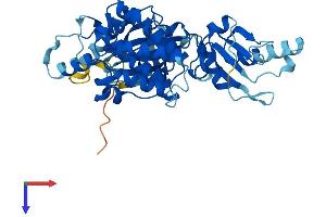 AlphaFold protein structure predicition of Human Recombinant UHMK1 Protein, UniprotID Q8TAS1