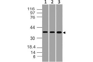 Image no. 1 for anti-Serine/threonine Kinase Receptor Associated Protein (STRAP) (AA 100-330) antibody (ABIN5027552) (STRAP anticorps  (AA 100-330))