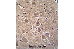 TP53INP1 Antibody (N-term) (ABIN655688 and ABIN2845147) immunohistochemistry analysis in formalin fixed and paraffin embedded human brain tissue followed by peroxidase conjugation of the secondary antibody and DAB staining.