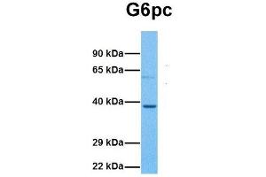Host:  Rabbit  Target Name:  G6pc  Sample Tissue:  Mouse Lung  Antibody Dilution:  1.