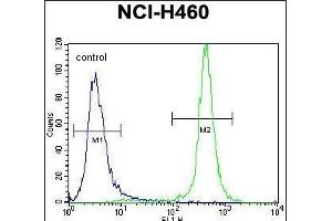 GABRA4 Antibody (Center) (ABIN656594 and ABIN2845855) flow cytometric analysis of NCI- cells (right histogram) compared to a negative control cell (left histogram). (GABRA4 anticorps  (AA 333-361))