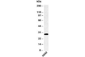 Western blot testing of human samples with SPIB antibody at 4ug/ml. (SPIB anticorps  (C-Term))