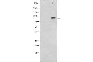 Western blot analysis of p95/NBS1 phosphorylation expression in Jurkat whole cell lysates,The lane on the left is treated with the antigen-specific peptide. (Nibrin anticorps  (pSer343))