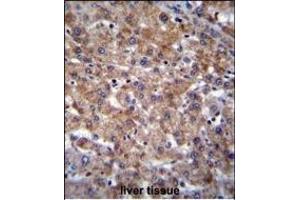 PLEKHA4 Antibody (N-term) (ABIN655718 and ABIN2845168) immunohistochemistry analysis in formalin fixed and paraffin embedded human liver tissue followed by peroxidase conjugation of the secondary antibody and DAB staining. (PLEKHA4 anticorps  (N-Term))