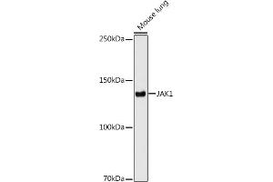 Western blot analysis of extracts of Mouse lung cells, using J antibody (ABIN7268036) at 1:1000 dilution. (JAK1 anticorps)