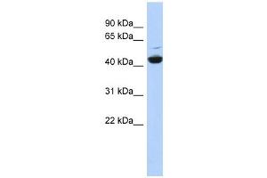 ATP6V1C1 antibody used at 1 ug/ml to detect target protein. (ATP6V1C1 anticorps  (N-Term))