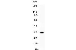 Western blot testing of CD8 antibody and recombinant human protein (0.