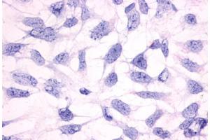 Image no. 3 for anti-Histamine Receptor H3 (HRH3) (Cytoplasmic Domain) antibody (ABIN1048962) (HRH3 anticorps  (Cytoplasmic Domain))