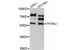 Western blot analysis of extracts of various cell lines, using TFCP2L1 antibody (ABIN5999030) at 1/1000 dilution. (TFCP2L1 anticorps)