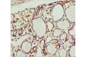 Immunohistochemistry of paraffin-embedded human thyroid tissue using ABIN7168663 at dilution of 1:100