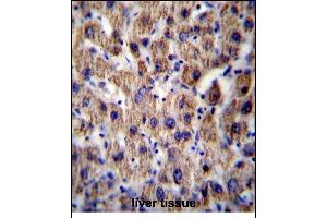 ATP5J Antibody (Center) (ABIN656390 and ABIN2845684) immunohistochemistry analysis in formalin fixed and paraffin embedded human liver tissue followed by peroxidase conjugation of the secondary antibody and DAB staining.
