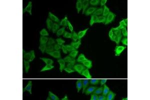 Immunofluorescence analysis of HeLa cells using GJA5 Polyclonal Antibody (Cx40/GJA5 anticorps)