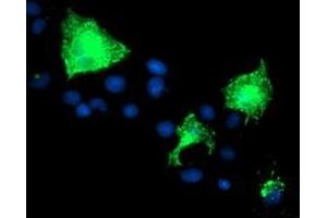 Immunofluorescence (IF) image for anti-Poliovirus Receptor-Related 1 (Herpesvirus Entry Mediator C) (PVRL1) antibody (ABIN1499679) (PVRL1 anticorps)