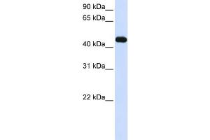 WB Suggested Anti-MKRN2 Antibody Titration:  0. (MKRN2 anticorps  (C-Term))