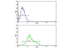MFN2 antibody flow cytometric analysis of K562 cells (green) compared to a negative control (blue).