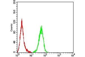 Flow cytometric analysis of Hela cells using CAPN1 mouse mAb (green) and negative control (red).