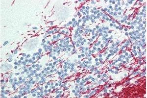 ABIN302137 (5µg/ml) staining of paraffin embedded Human Cerebellum.