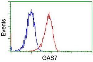 Image no. 3 for anti-Growth Arrest-Specific 7 (GAS7) antibody (ABIN1498379) (GAS7 anticorps)