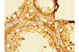 Immunohistochemistry of paraffin-embedded human testis tissue using ABIN7152406 at dilution of 1:100 (FBXO15 anticorps  (AA 201-434))