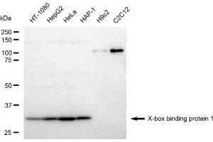 Western blotting analysis using X-box binding protein 1 antibody (ABIN7800872).