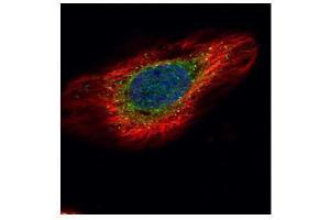 ICC/IF Image Confocal immunofluorescence analysis (Olympus FV10i) of methanol-fixed HeLa, using ERP29, antibody (Green) at 1:500 dilution. (ERP29 anticorps)