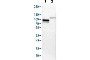 Western blot analysis of Lane 1: NIH-3T3 cell lysate (Mouse embryonic fibroblast cells), Lane 2: NBT-II cell lysate (Rat Wistar bladder tumour cells) with SH3KBP1 polyclonal antibody . (SH3KBP1 anticorps)