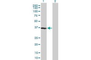 Western Blot analysis of ZWINT expression in transfected 293T cell line by ZWINT MaxPab polyclonal antibody. (ZWINT anticorps  (AA 1-277))