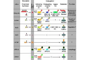 Conjugation pathways for ubiquitin and ubiquitin-like modifiers (UBLs). (ISG15 anticorps)