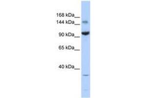 Image no. 1 for anti-Zinc Finger and BTB Domain Containing 40 (ZBTB40) (AA 1115-1164) antibody (ABIN6740377) (ZBTB40 anticorps  (AA 1115-1164))