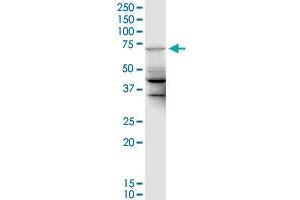MGC42638 monoclonal antibody (M01), clone 2F7. (UBE2DNL anticorps  (AA 1-75))