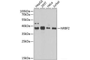 Western blot analysis of extracts of various cell lines using NRBF2 Polyclonal Antibody at dilution of 1:1000. (NRBF2 anticorps)