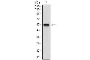 Western blot analysis using BDNF mAb against human BDNF (AA: 19-248) recombinant protein. (BDNF anticorps  (AA 19-248))