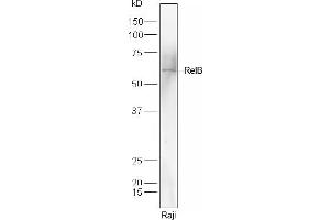 Raji lysates probed with RelB Polyclonal Antibody, Unconjugated  at 1:300 dilution and 4˚C overnight incubation.