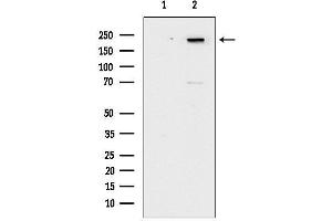 anti-Afadin (MLLT4) (pSer1799) antibody