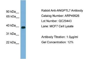WB Suggested Anti-ANGPTL7  Antibody Titration: 0.