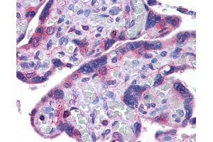 Anti-NLRP10 antibody IHC of human placenta. (NLRP10 anticorps  (N-Term))
