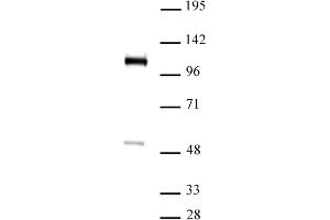 FOXM1 antibody (pAb) tested by Western blot. (FOXM1 anticorps  (C-Term))
