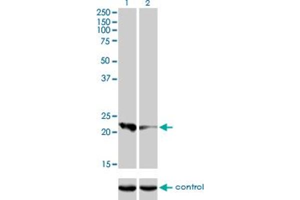Calcyphosine antibody  (AA 1-109)