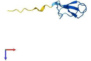 AlphaFold protein structure predicition of Mouse Recombinant Polr2k Protein, UniprotID Q63871