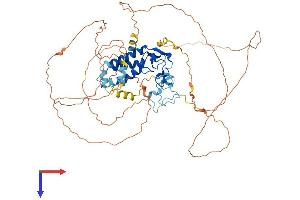 AlphaFold protein structure predicition of Human Recombinant MSL2 Protein, UniprotID Q9HCI7