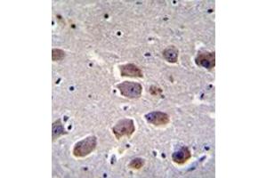 Immunohistochemistry analysis in formalin fixed and paraffin embedded human brain tissue reacted with NAT12 Antibody (C-term) followed which was peroxidase conjugated to the secondary antibody and followed by DAB staining. (NAA30 anticorps  (C-Term))