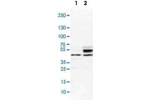 Western Blot analysis of Lane 1: NIH-3T3 cell lysate (mouse embryonic fibroblast cells) and Lane 2: NBT-II cell lysate (Wistar rat bladder tumour cells) with SCRN1 polyclonal antibody . (Secernin 1 anticorps)