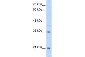 Western Blotting (WB) image for anti-Transcription Factor 15 (Basic Helix-Loop-Helix) (TCF15) antibody (ABIN2461729) (TCF15 anticorps)