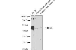 Western blot analysis of extracts of various cell lines, using TRIM31 antibody (ABIN7270987) at 1:1000 dilution. (TRIM31 anticorps  (AA 186-425))