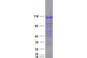 Validation with Western Blot (RNF157 Protein (Myc-DYKDDDDK Tag))
