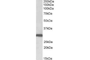 ABIN1590133 (0. (Stomatin anticorps  (N-Term))