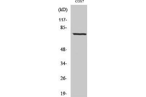 anti-Netrin 1 (NTN1) (C-Term) antibody