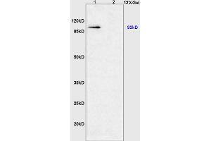 L1 mouse heart lysates, L2 mouse large intestine lysates probed with Anti HIF-1 Alpha Polyclonal Antibody, Unconjugated (ABIN672546) at 1:200 in 4 °C.